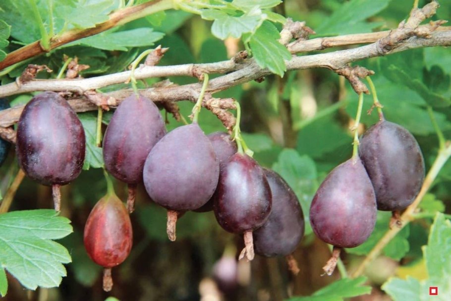 Крыжовник медонос