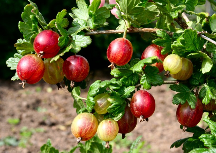 Крыжовник белый Триумф