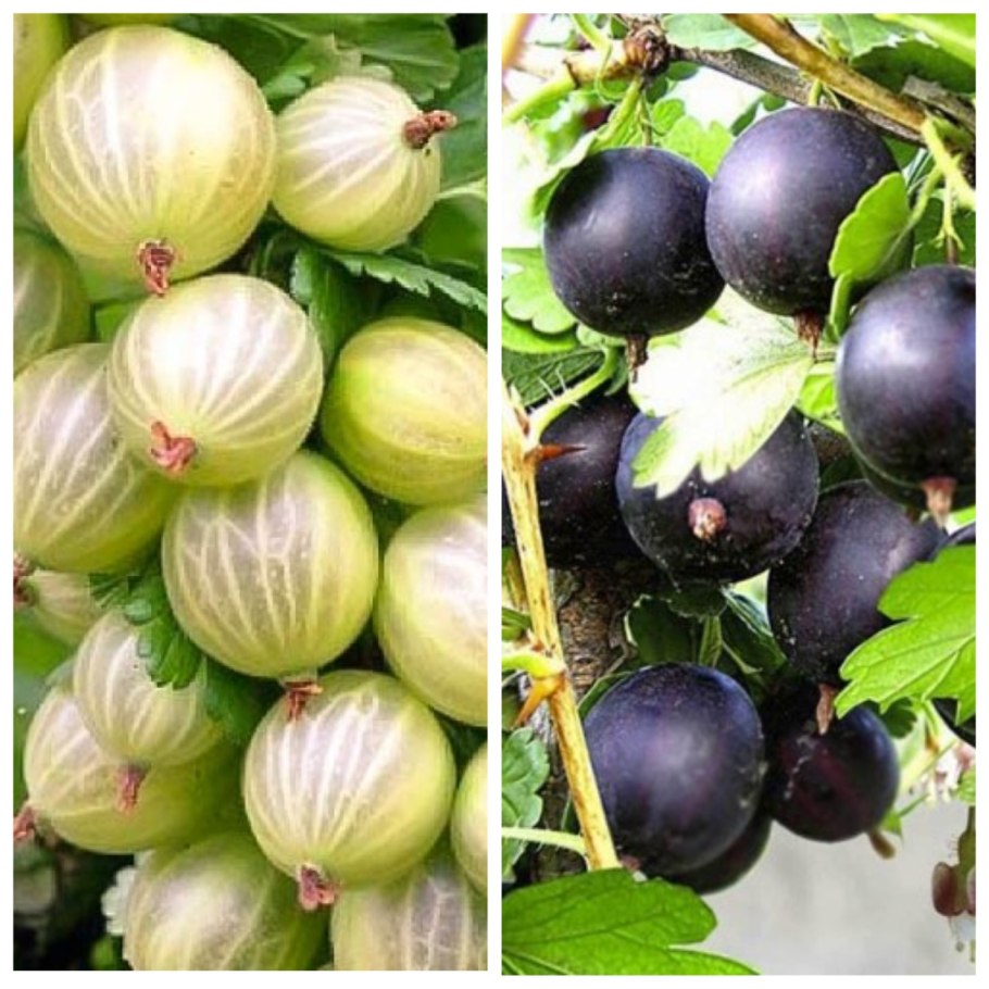 Крыжовник желтый волосистый сорт