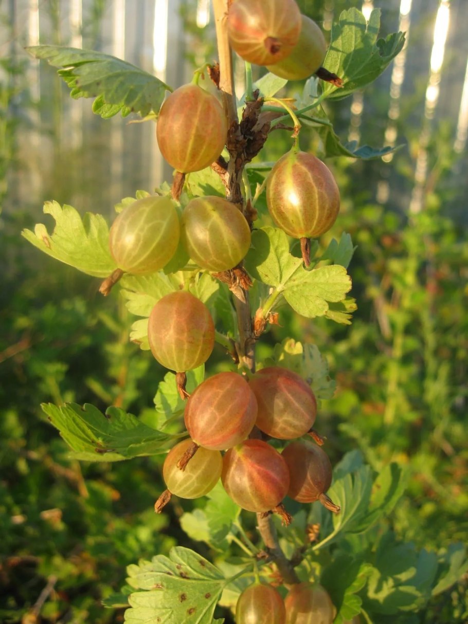 Крыжовник сорт Грушенька