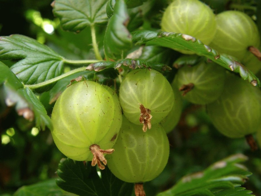 Крыжовник Арлекин