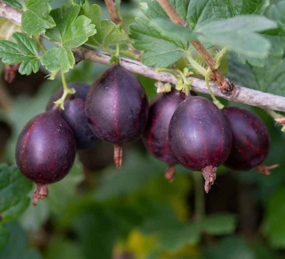 Крыжовник красный Триумф