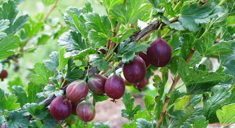 Крыжовник бесшипный