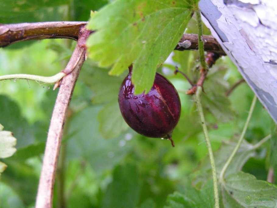 Крыжовник консул