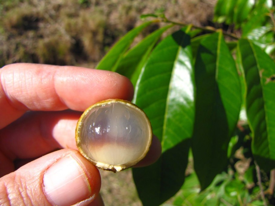 Мангостин дерево