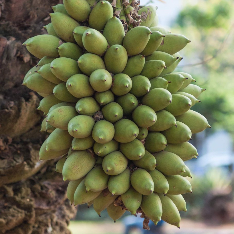 Платония замечательная (Platonia insignis)