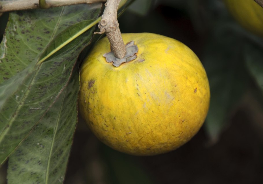 Сантол растение