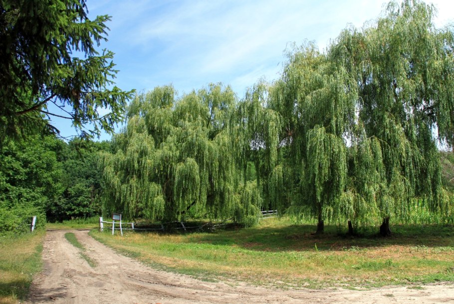 Ива Туранская