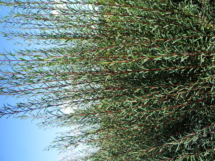 Ива Каспийская черенки