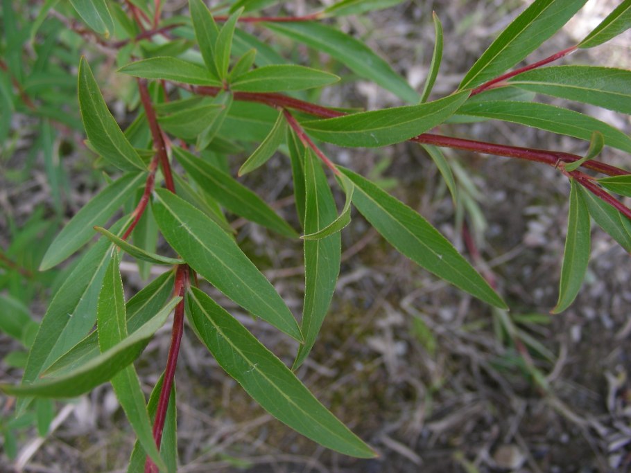Ива Шикотанская Salix shikotanensis