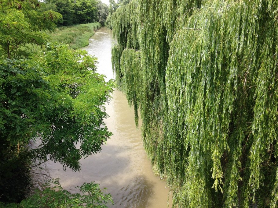 Ива гибридная памяти Миндовского