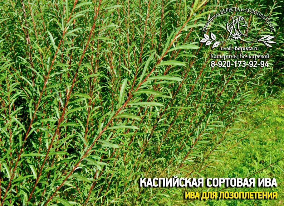 Ива Болотная