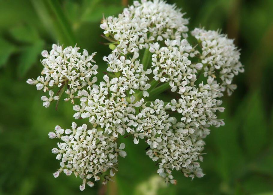 Oenanthe Омежник