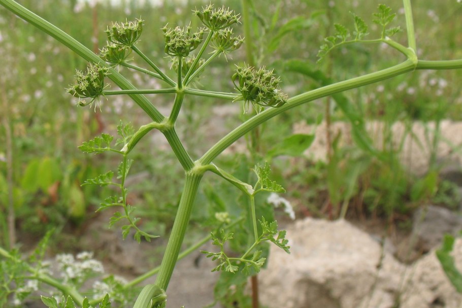 Омежник ареал