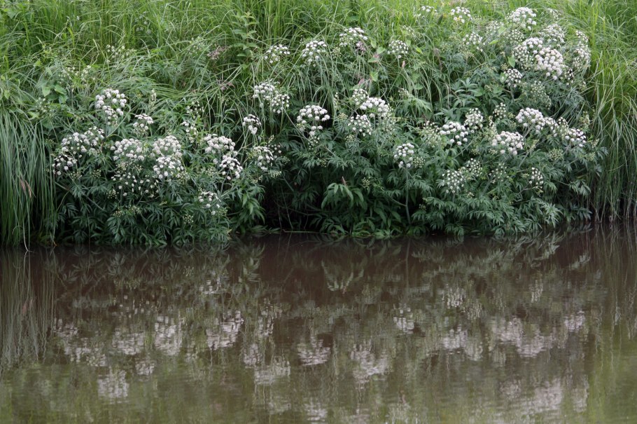 Травы Подмосковья определитель