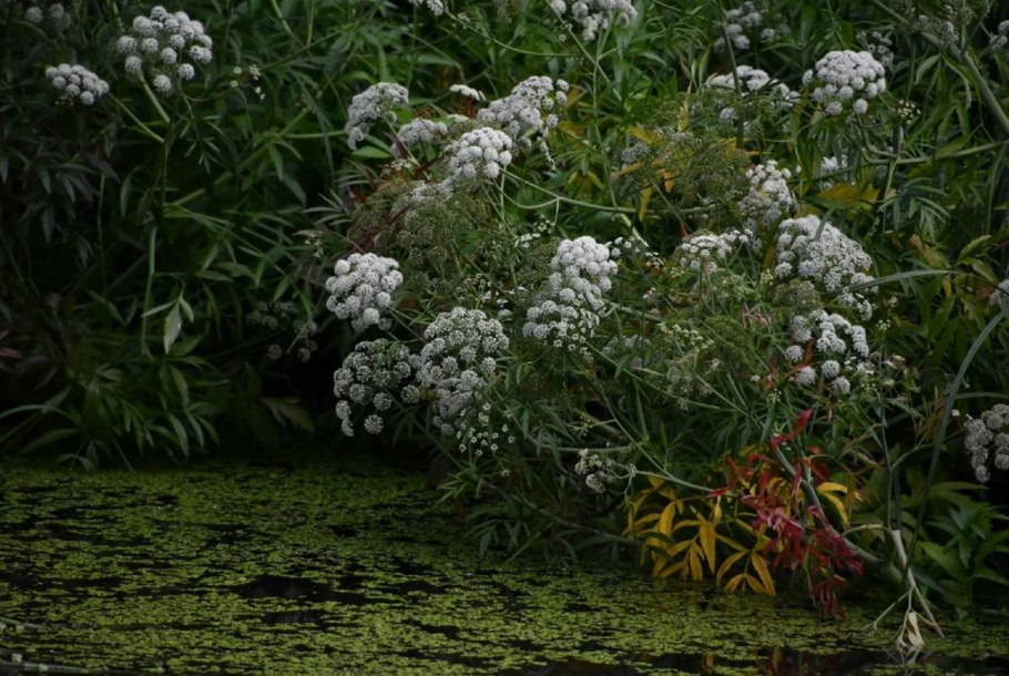 Омежник шафрановый