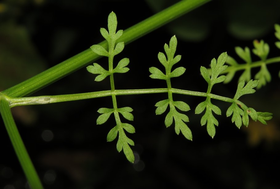 Омежник яванский