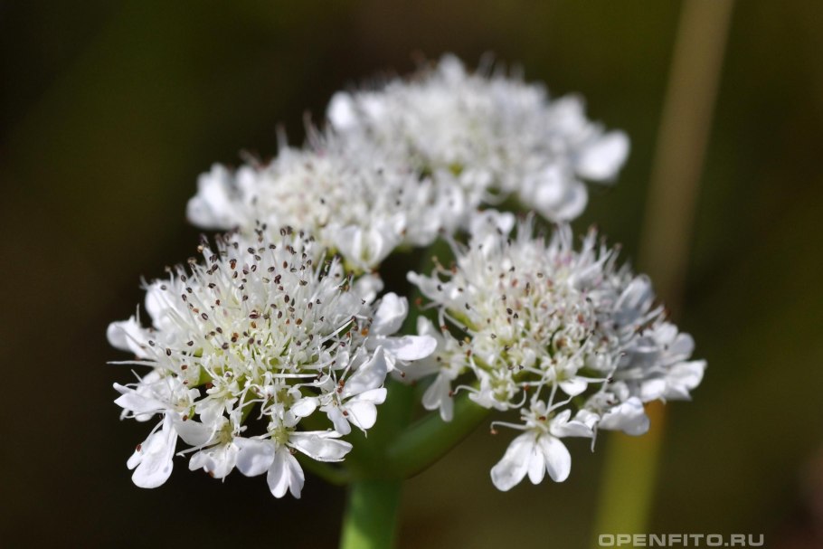 Омежник Дудчатый