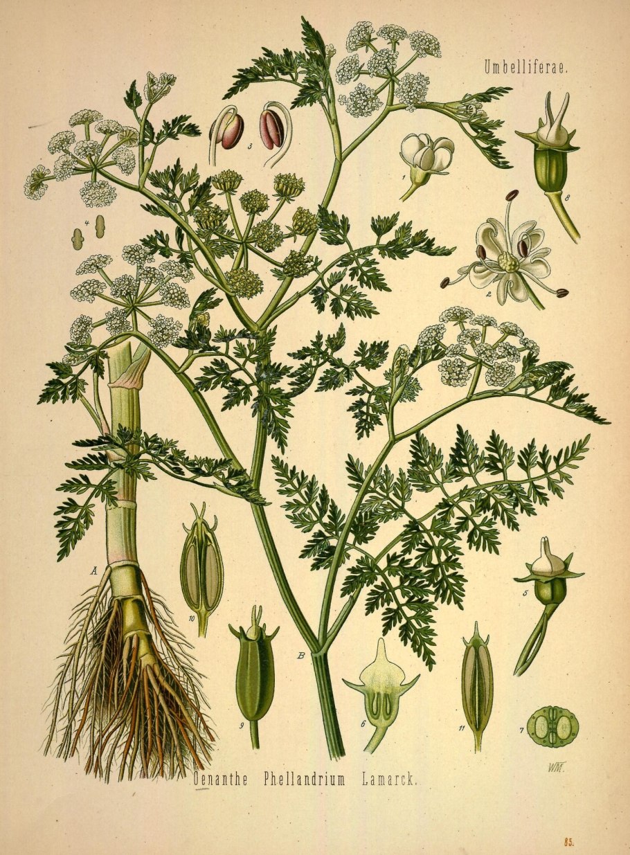 Омежник растение