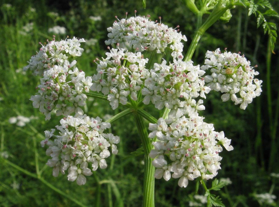 Омежник (Oenanthe Aquatica