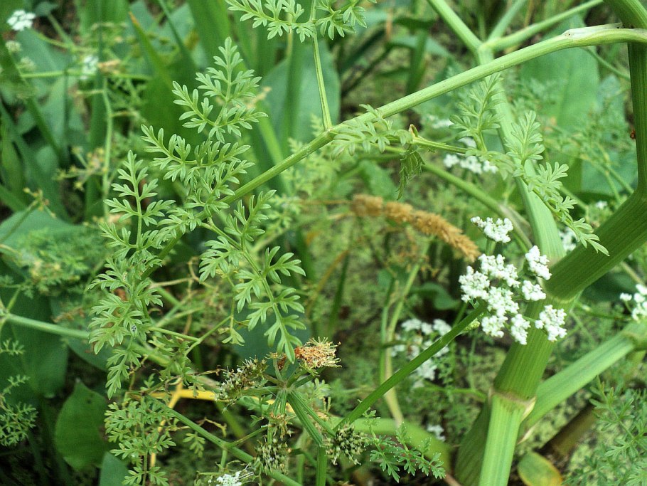 Омежник водяной