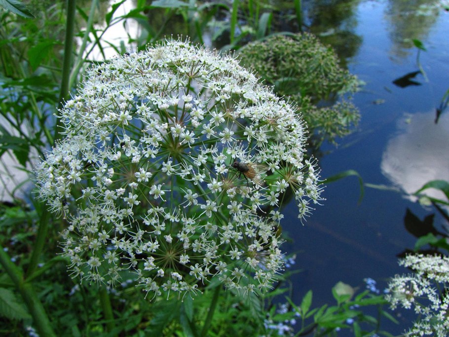 Oenanthe Омежник