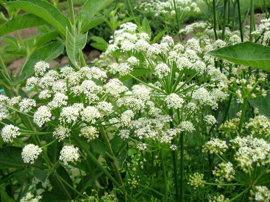 Омежник болиголов