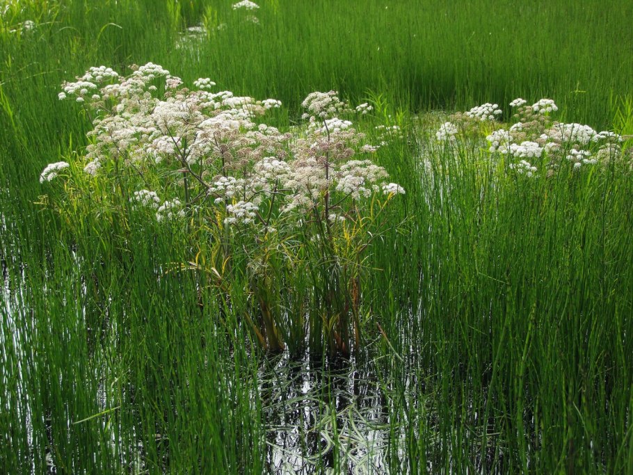 Омежник болотистый