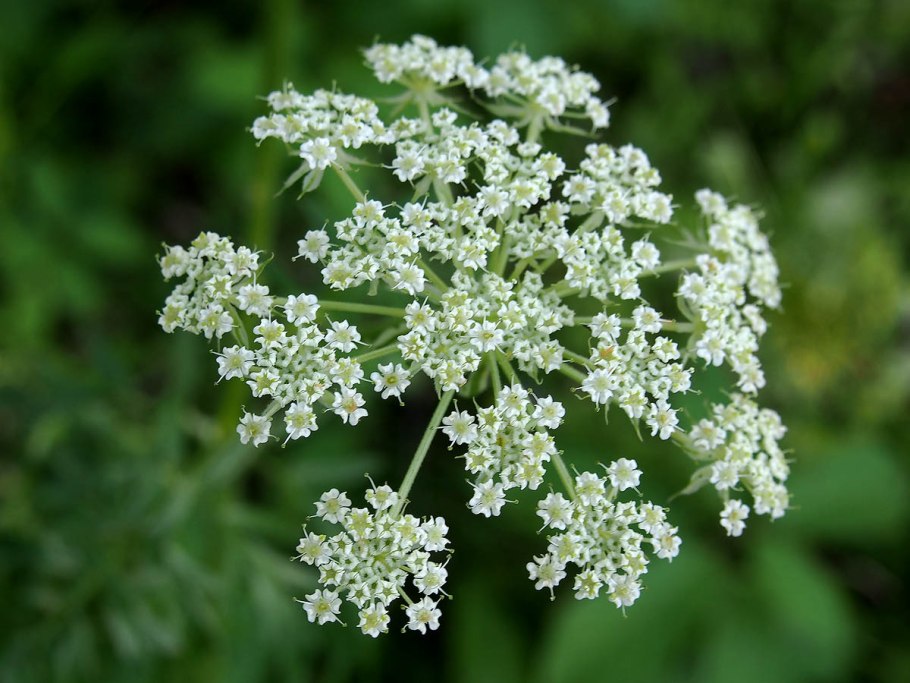 Oenanthe Омежник