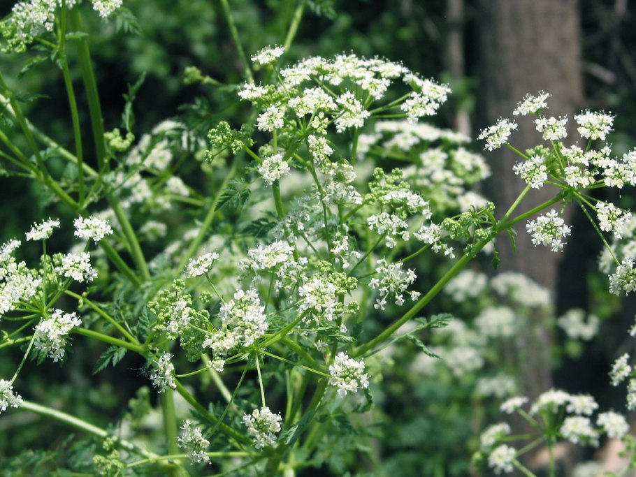 Oenanthe Aquatica (l.)