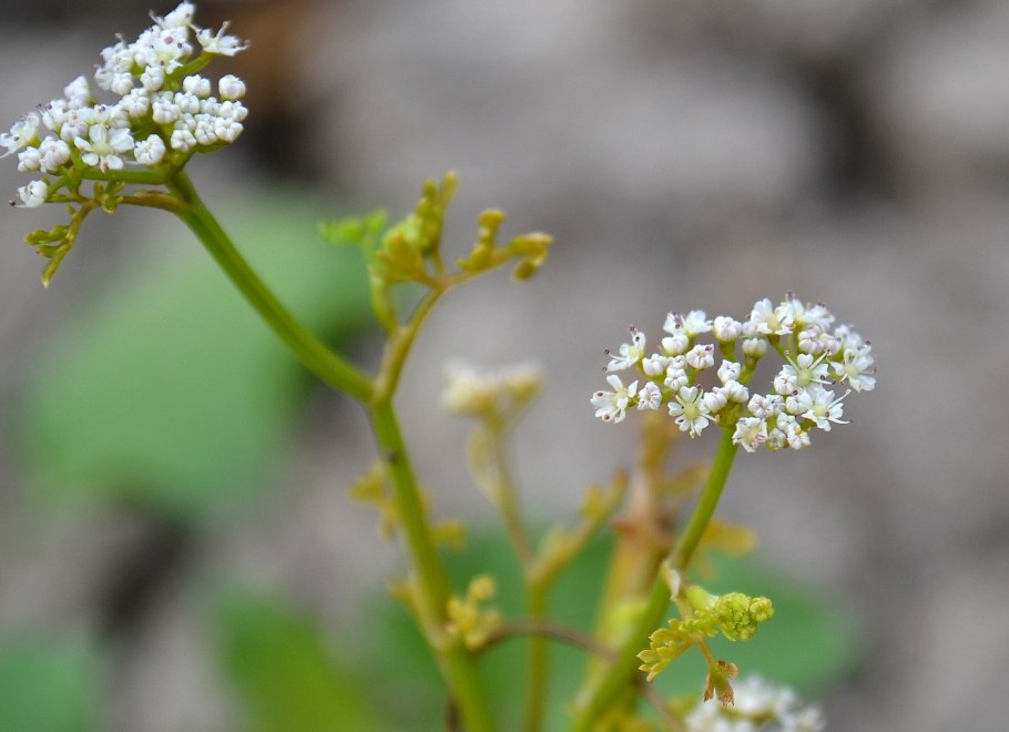 Омежник яванский