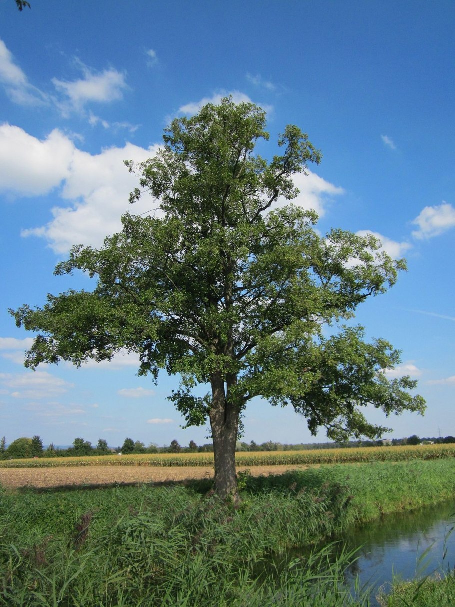 Alnus glutinosa (ольха европейская)