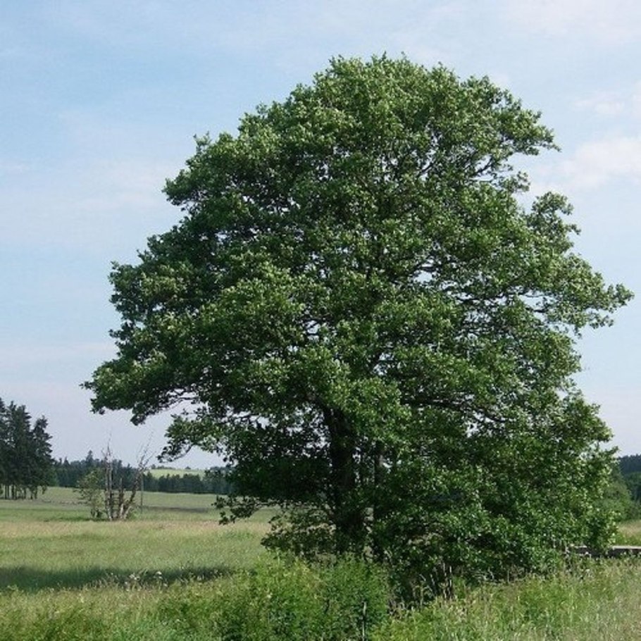 Ольха черная (alnus glutinosa)