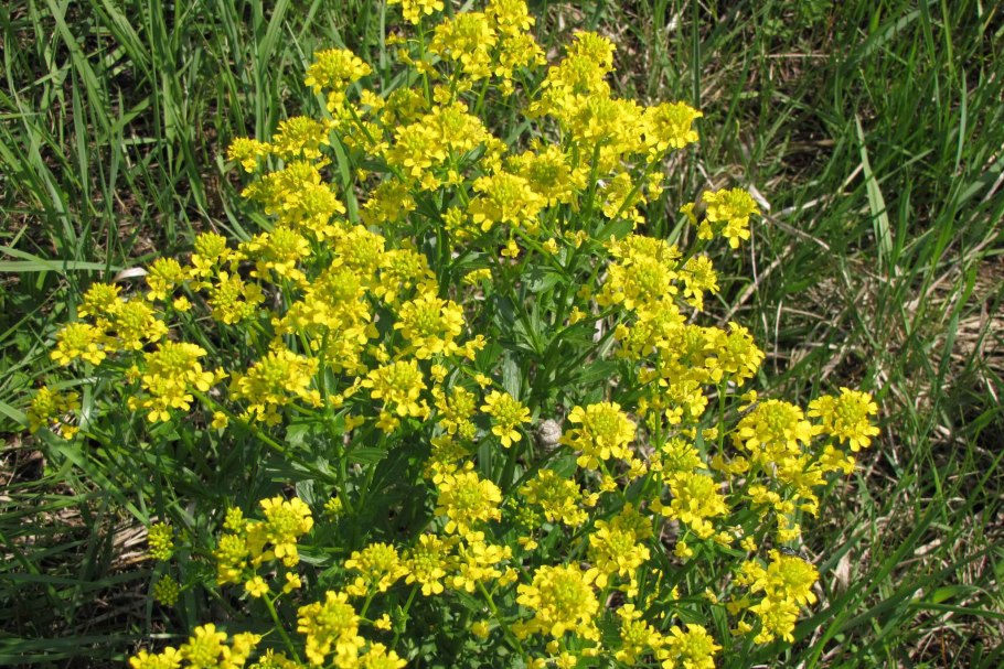 Горчица Дикая сурепка