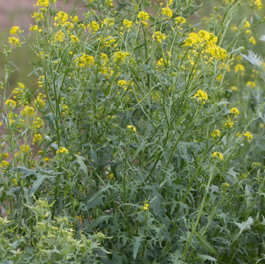 Осот полевой сурепка обыкновенная