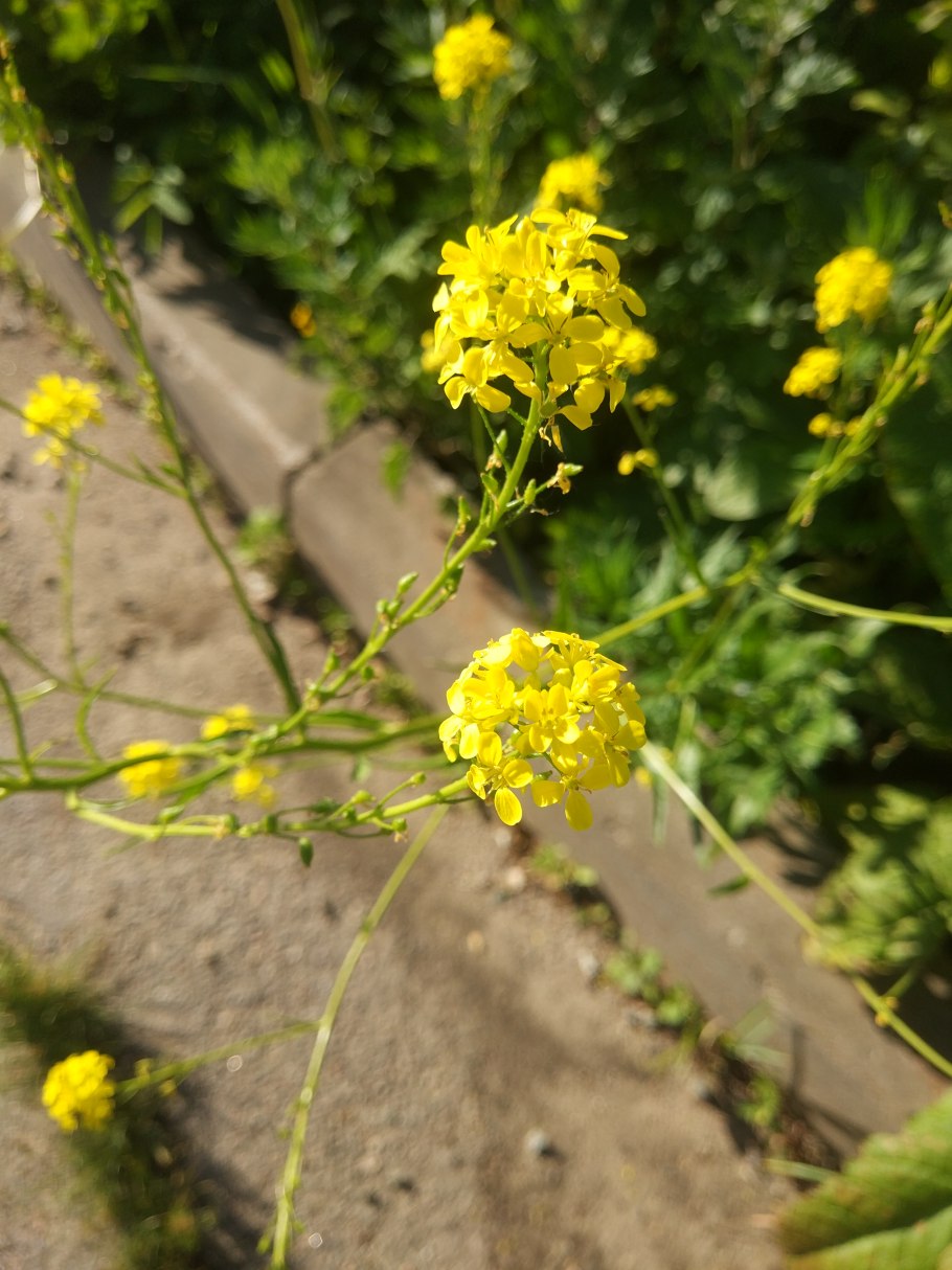 Сурепка для потенции