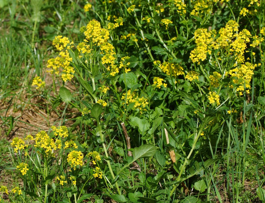 Сурепка Кецховели