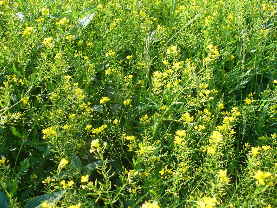 Сурепка Кецховели