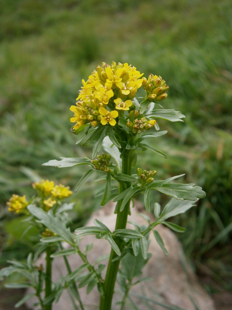Сурепка Полевая