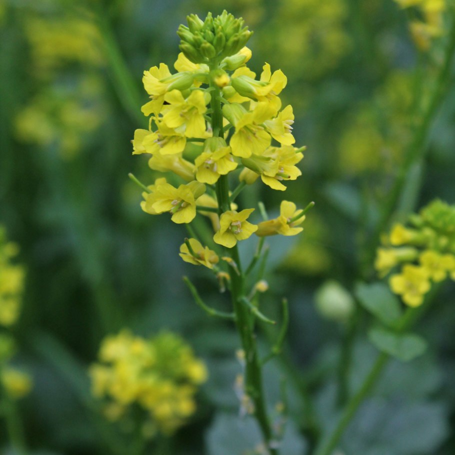 Сурепка обыкновенная (Barbarea vulgaris)