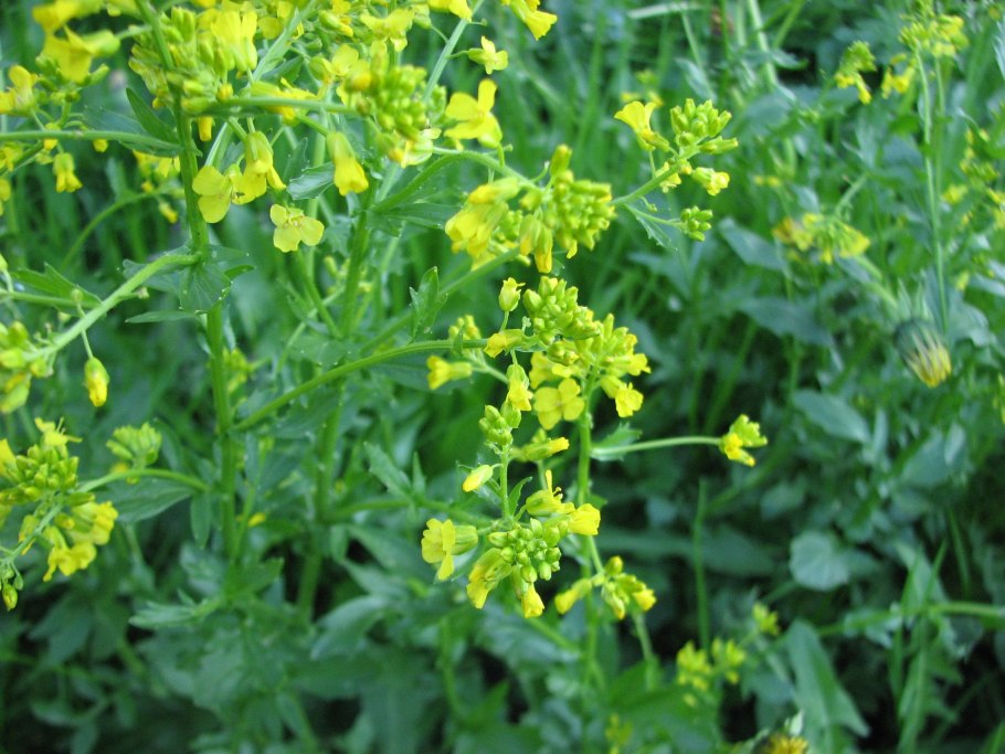 Горчица Полевая сурепка