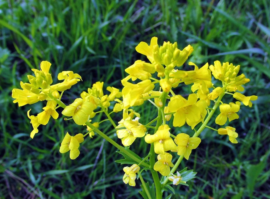 Сурепка Полевая