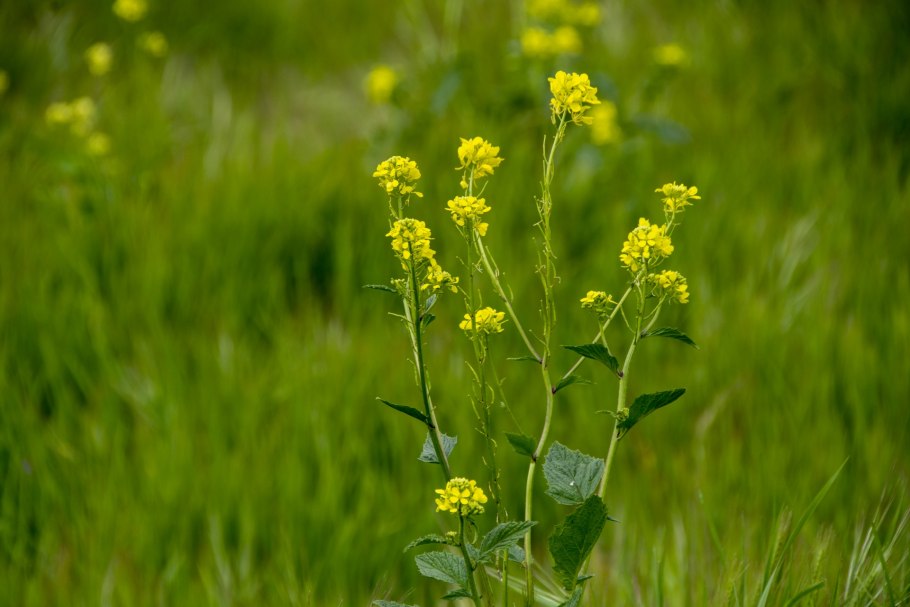Сурепка обыкновенная (Barbarea vulgaris)