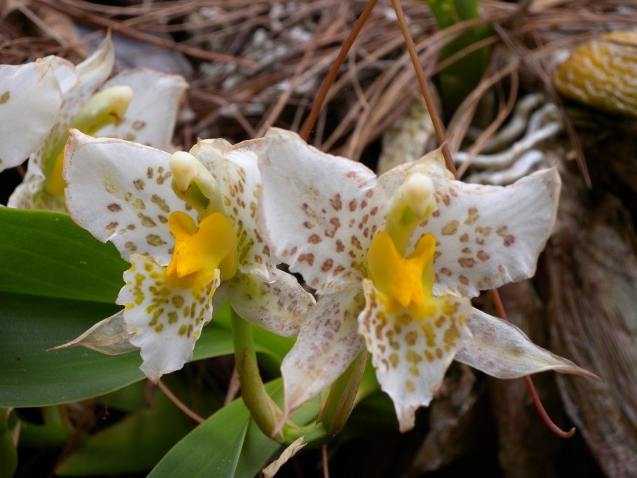 Орхидные Эпифиты