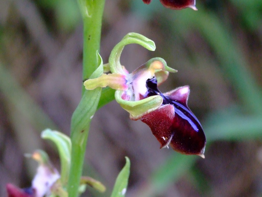 Орхидея Офрис