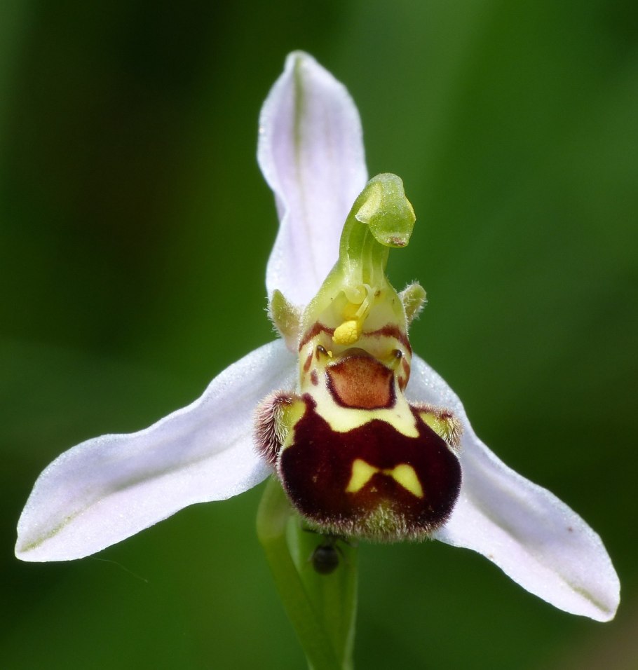 Ophrys fimbriata