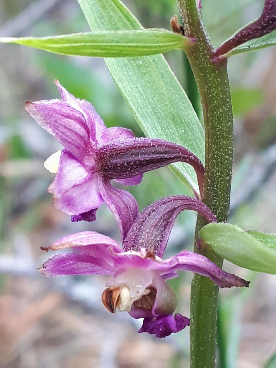 Дремлик темно-красный