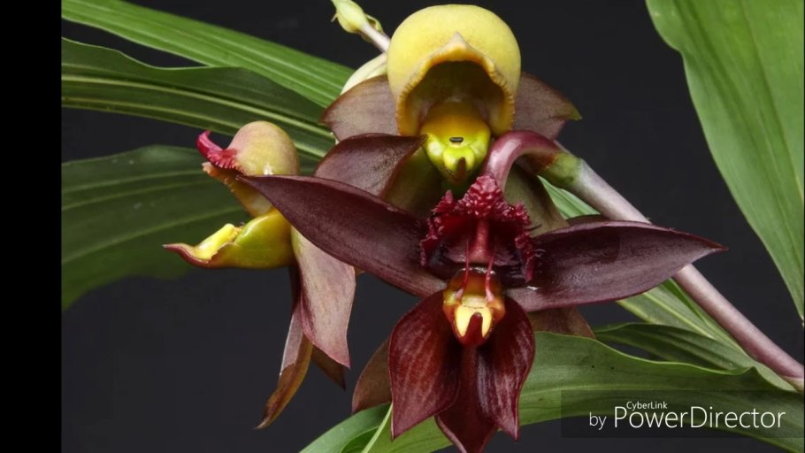 Цветы орхидеи катасетум