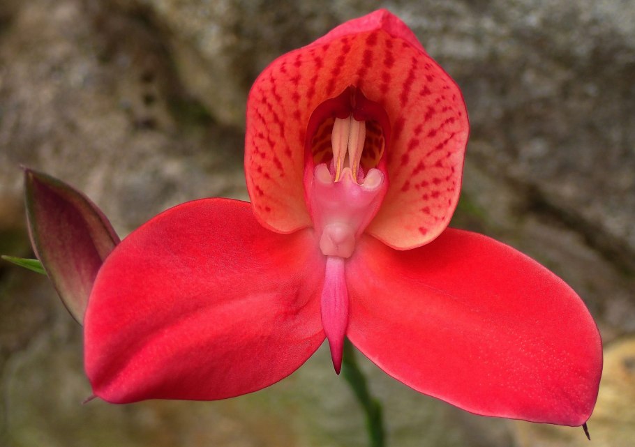 Семейство орхидейные комнатные представители