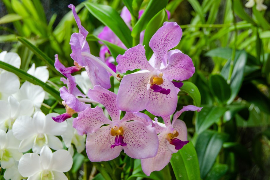 Юнона орхидная